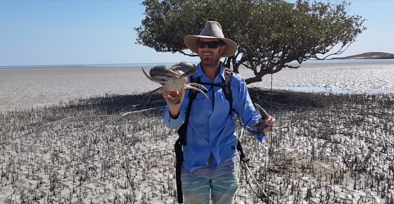 Catch big mud crabs barehanded 